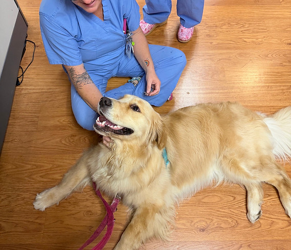 Therapy dog team