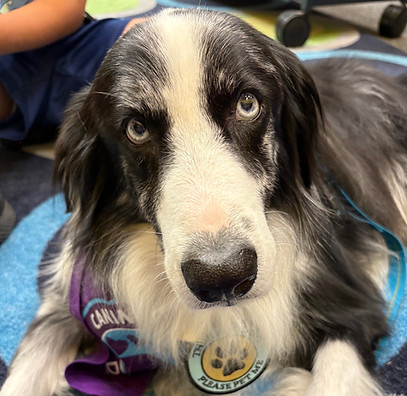 Therapy dog visit at a senior living center
