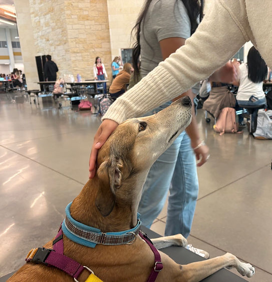 Therapy dog volunteer with a dog